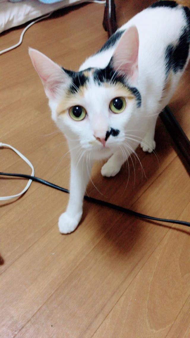 たんぽぽ