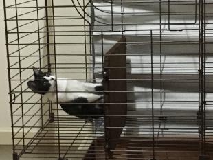 ひじき