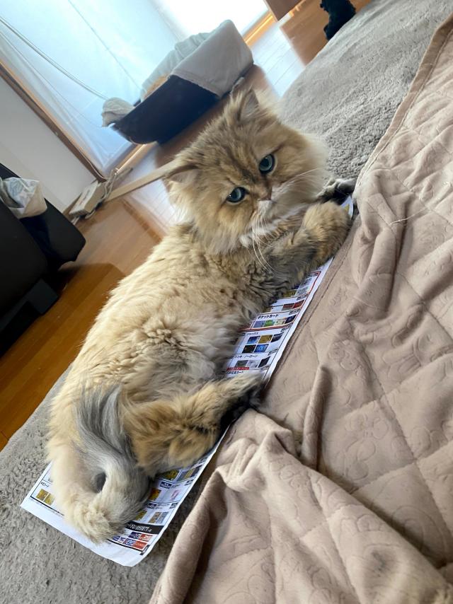 ひめ