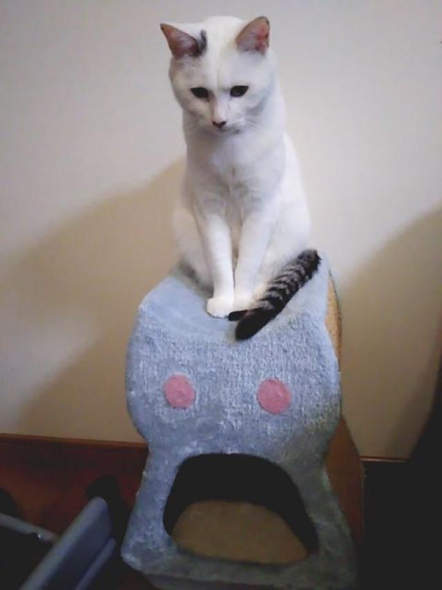 リン