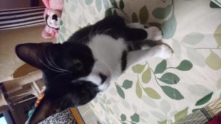 はなちゃん