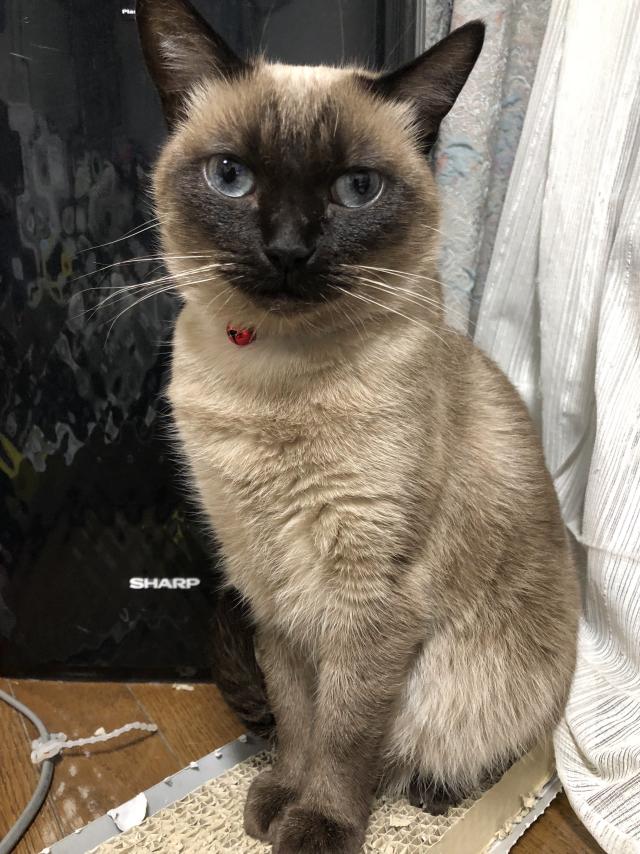 めい