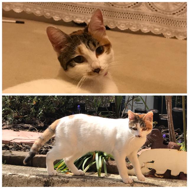ミミ