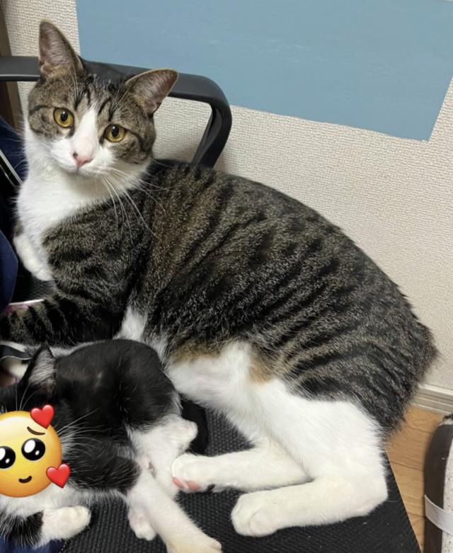 ネギ