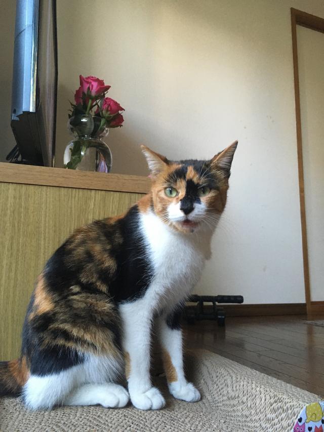 にゃんこ