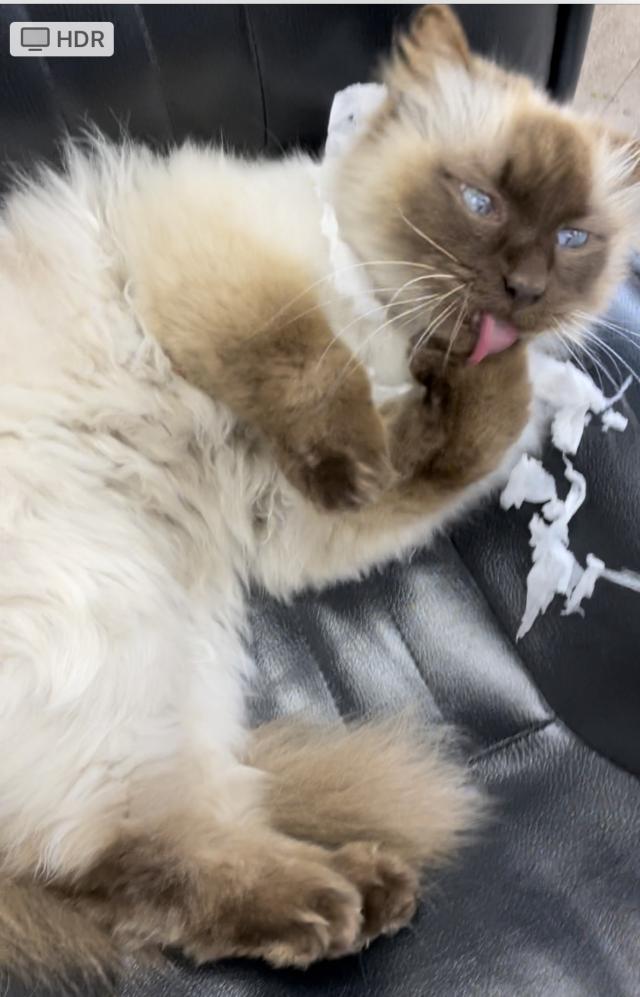 シロ