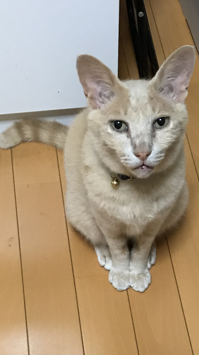 チャメ