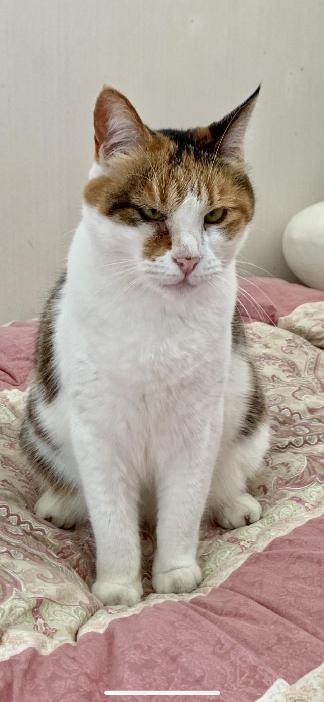 さくら