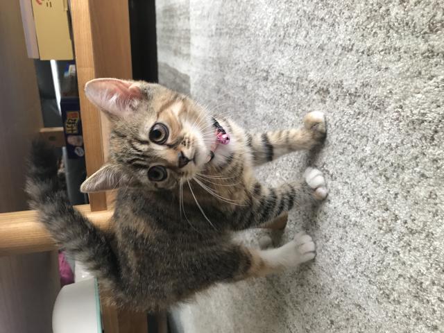 ロビン