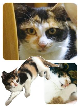 はな