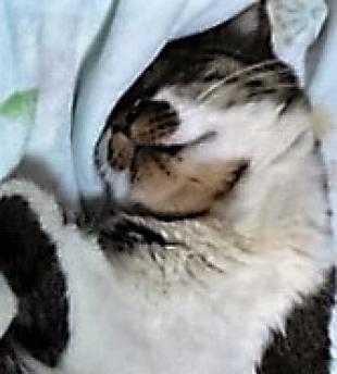 ちび