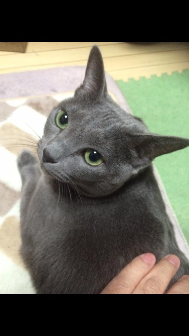ミーコ