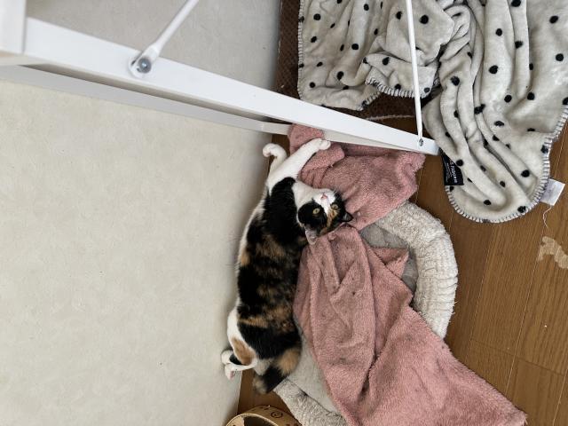 はるひ