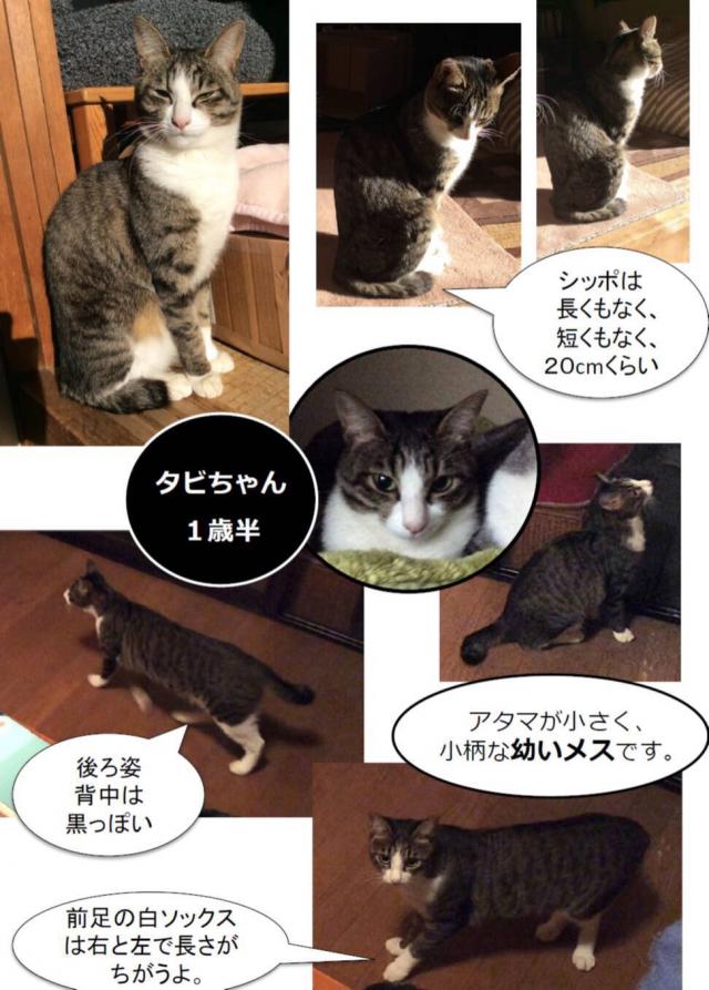 タビちゃん