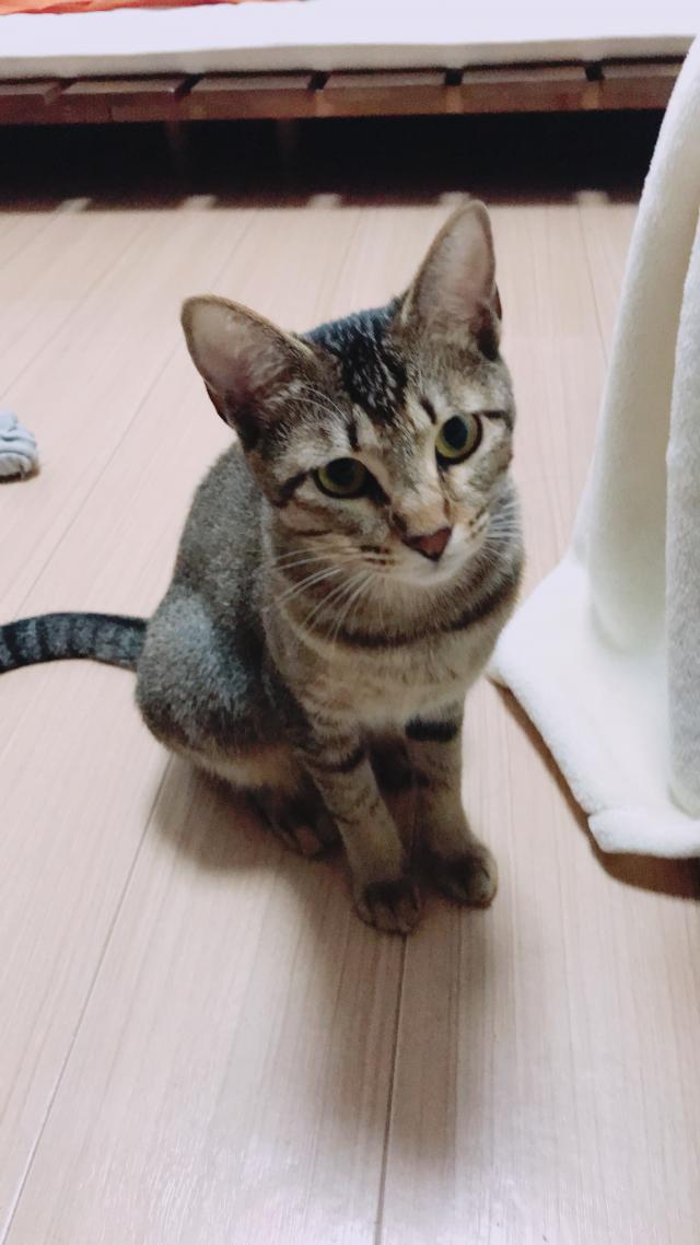 ねこ