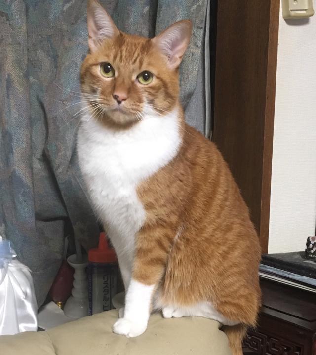 チャー