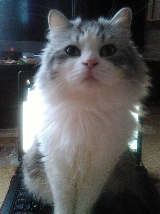 ルアン