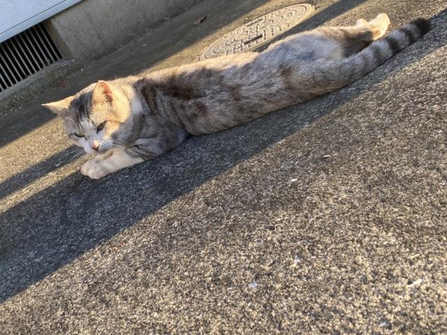 ライムくん