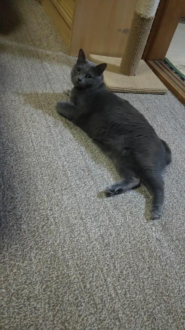 グーちゃん