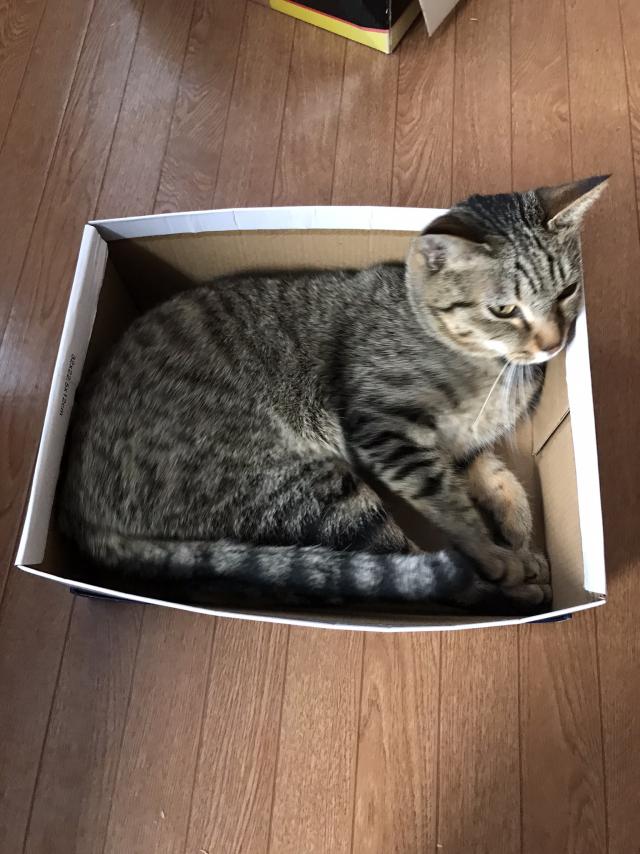コテツ
