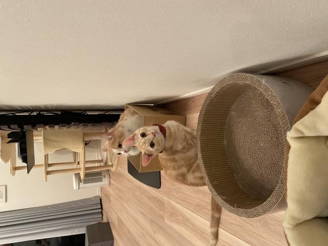 とろ