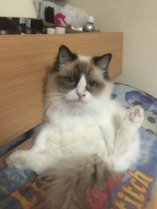 ポポ