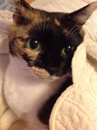 ジュリ