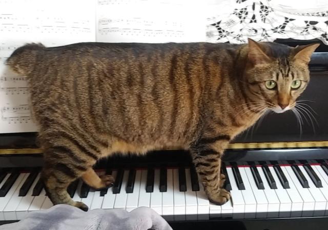 モモ