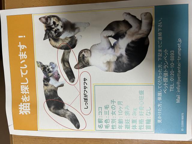 ココ