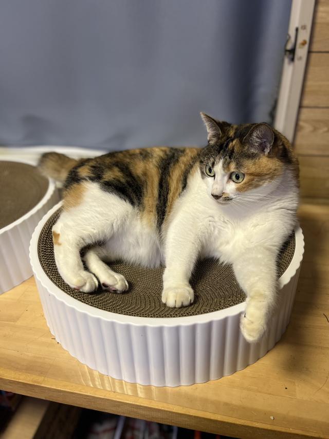 にゃんこ
