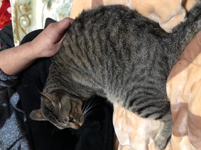 ゴロ