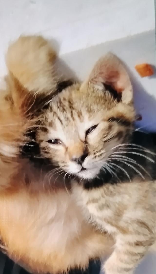こねこ