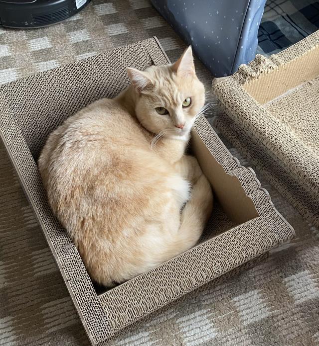 ラテ