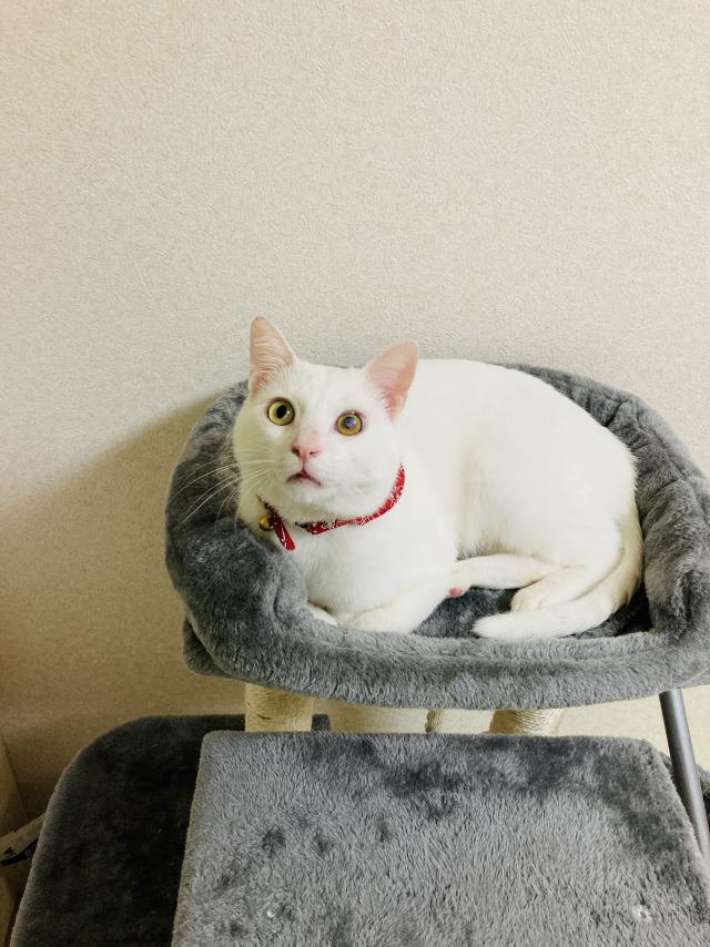 ハク