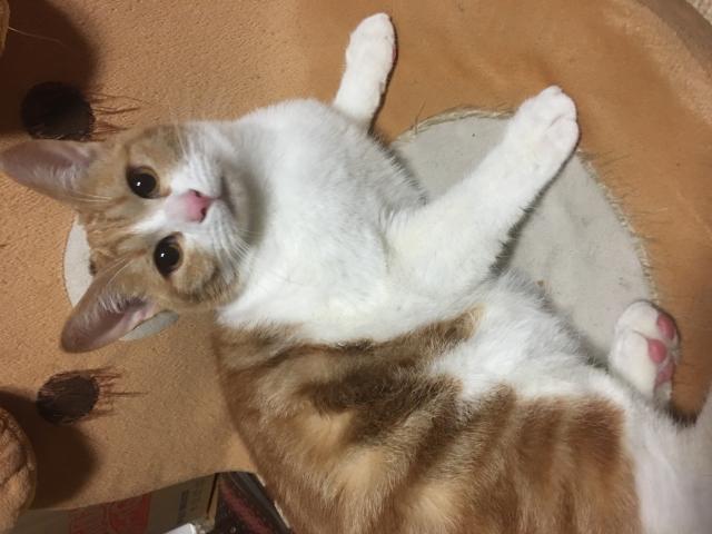 ビビ