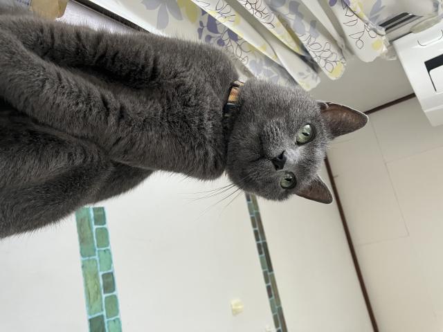 チェリー