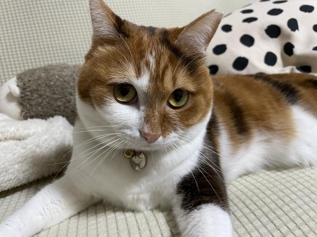 ちむ