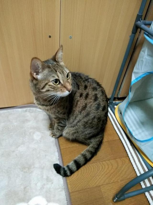 なつ