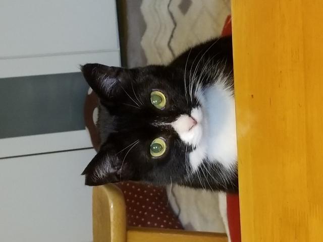 タンゴ