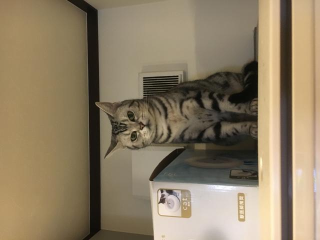 にぼし