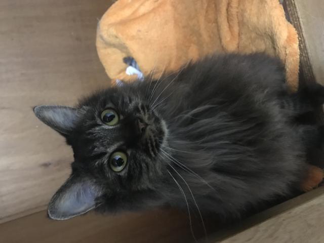 あずき