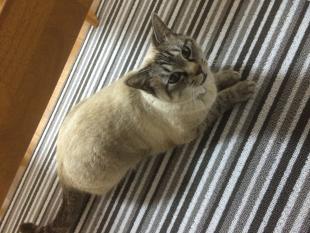 アン