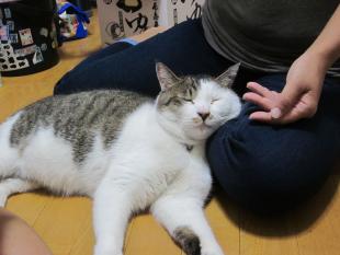 ちびた