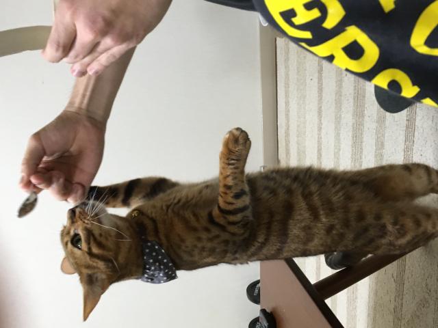 アビ