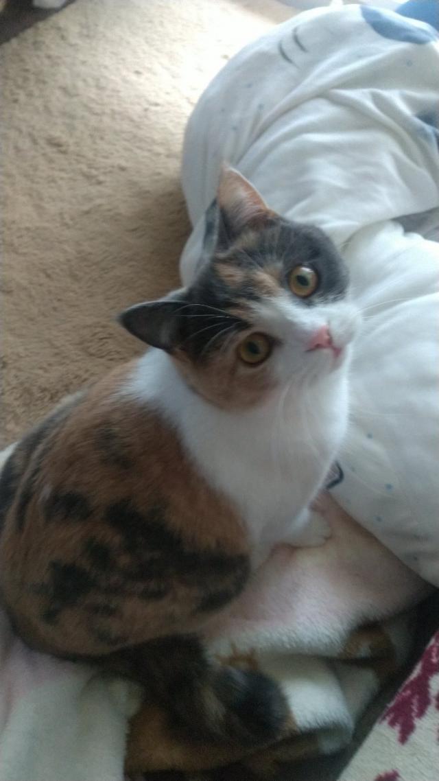 プリン