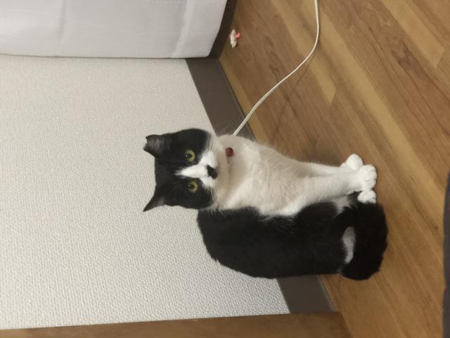 もーちゃん