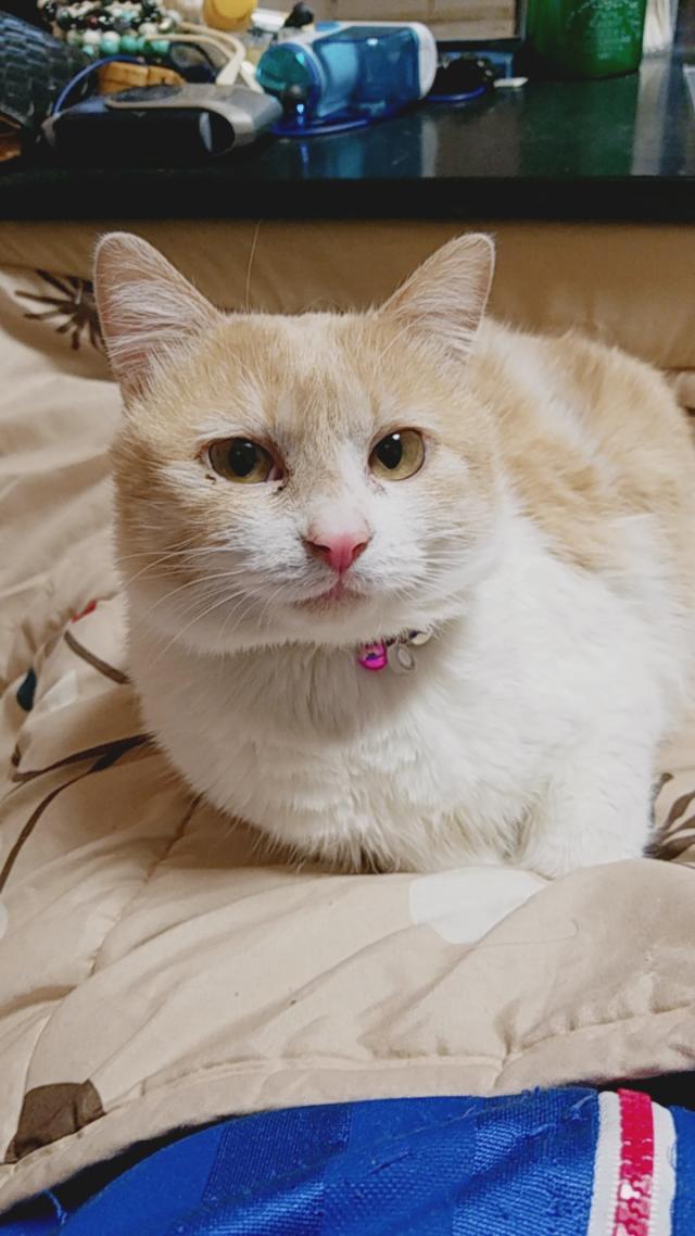マロン