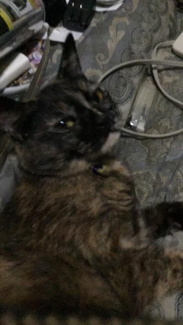 さくや