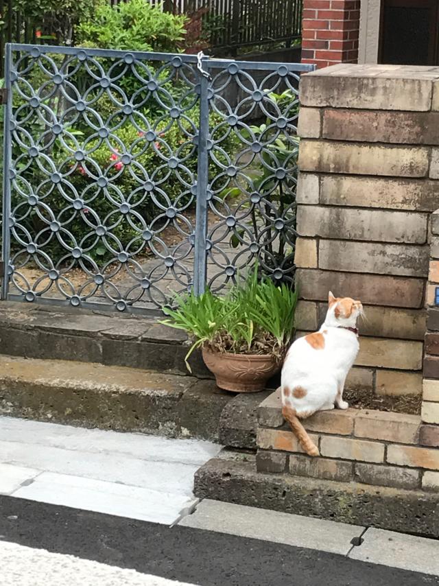 ココ