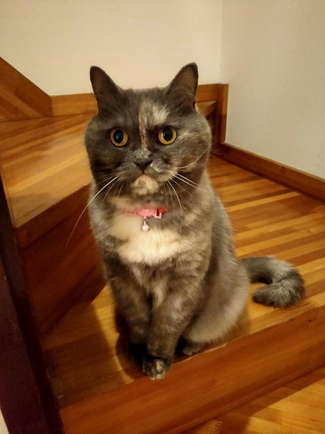 ゆめ